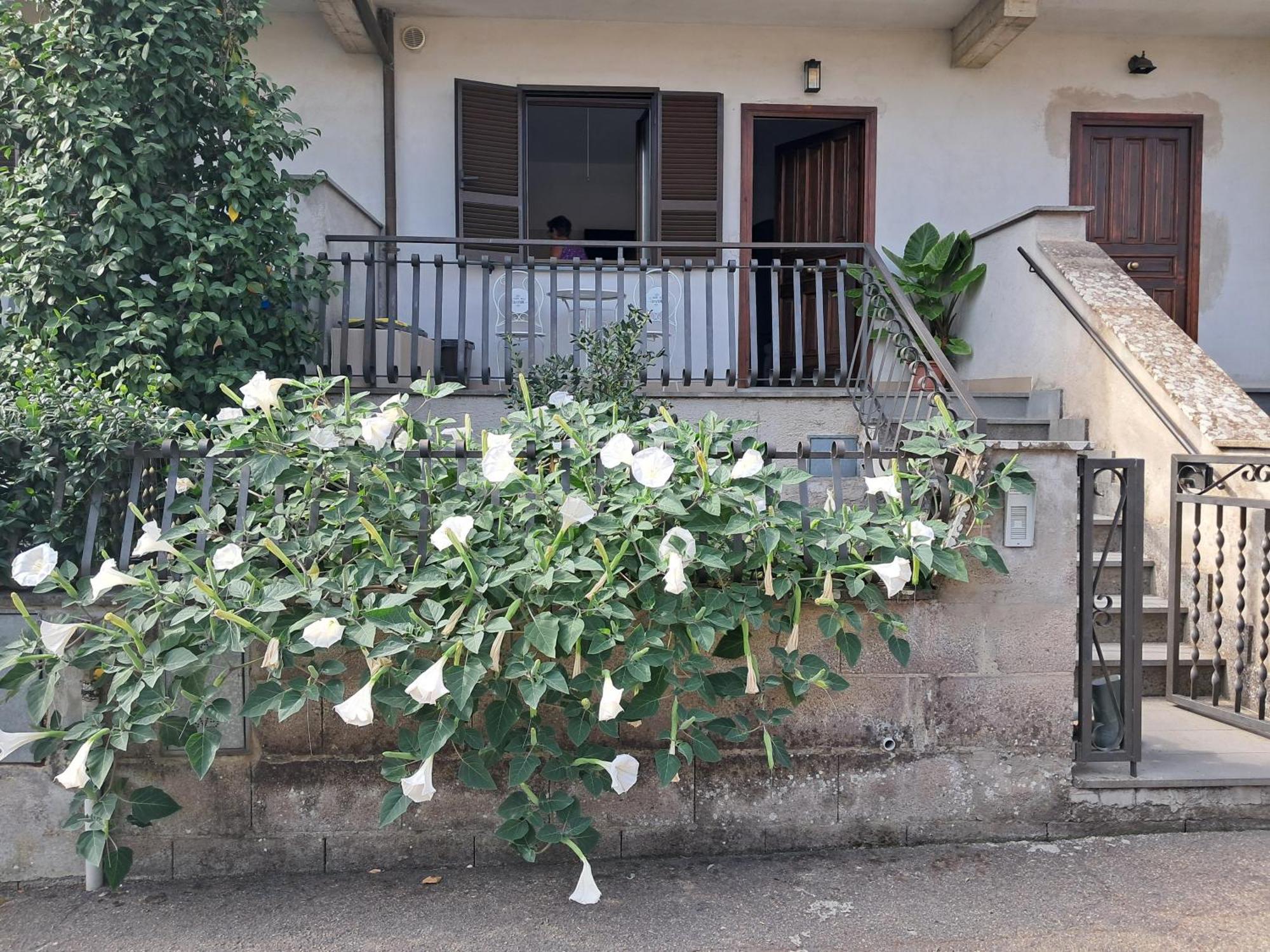 A Casa Ida Lägenhet Bagnoregio Exteriör bild